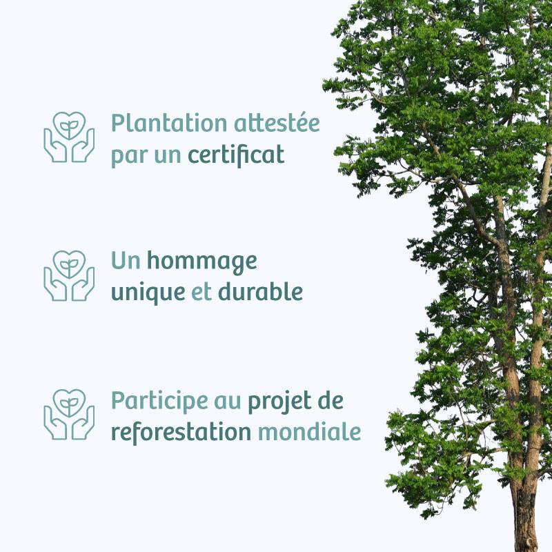 Planter un arbre en hommage à Sr Gérard Farnocchia